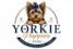 Yorkie Puppy SA